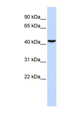 GATA1 Antibody (aa36-85)