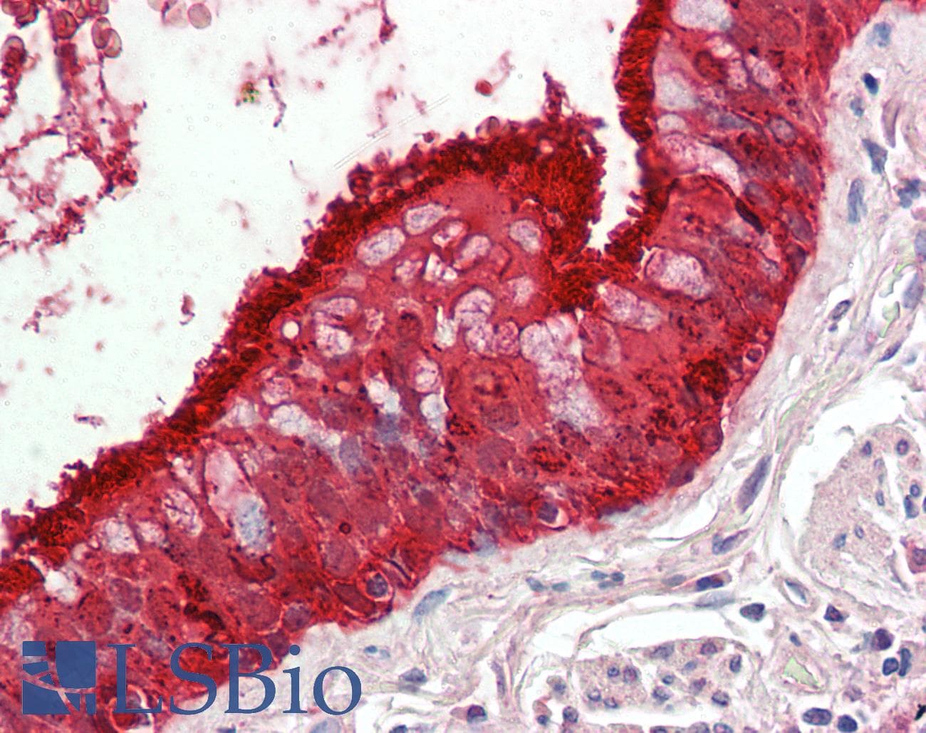 IHC-plus™ ALDH3A1 Antibody (aa559-570)