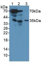 CTSG / Cathepsin G Antibody (aa51-250)