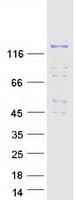 Human PLEKHM1 Protein (Recombinant Myc-DDK (Flag))