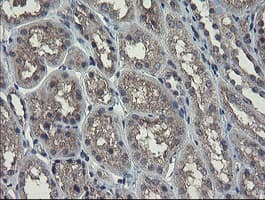 RPN1 / Ribophorin I Antibody (clone OTI5B1, Carrier-free)