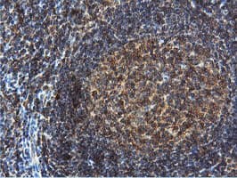 DUSP23 Antibody (clone OTI3C10)