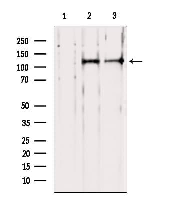 PER1 Antibody