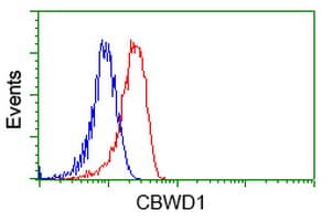 CBWD1 Antibody (clone OTI4D4)