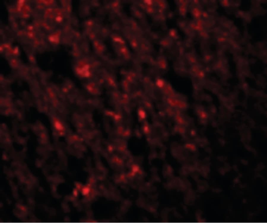 IHC-plus™ STAU1 / Staufen Antibody