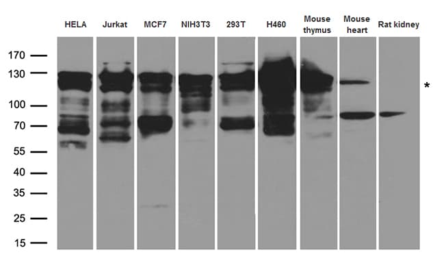 NFKB2 Antibody