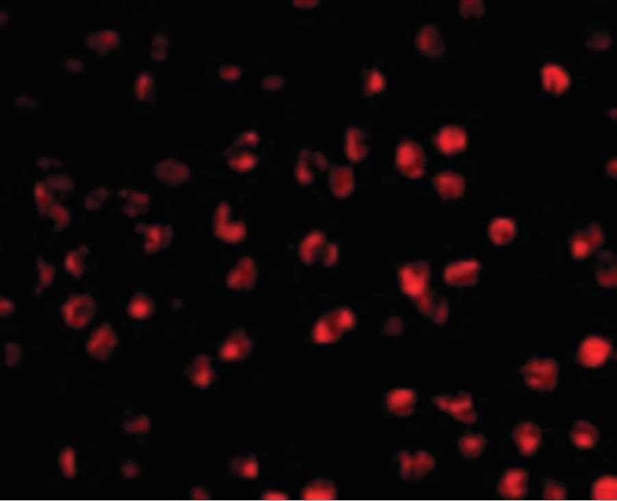 IHC-plus™ AICDA / AID Antibody