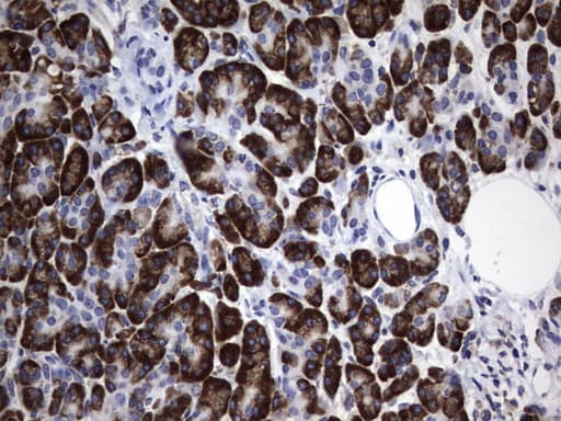 DDOST / OST48 Antibody (aa131-378, clone OTI2H2)