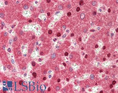 IHC-plus™ VSIR / GI24 / VISTA Antibody (aa37-194)