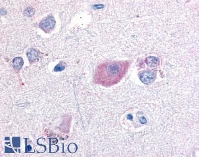PathPlus™ GPR55 Antibody (C-Terminus)