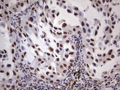 MYF5 / MYF 5 Antibody (clone OTI2G5)