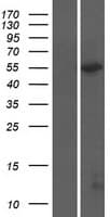 CCT6A Protein (Over-Expression Lysate Myc-DDK (Flag))