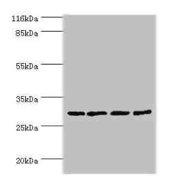 MAF1 Antibody (aa1-256)