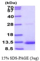 Human GDF10 / BMP3B Protein (Recombinant)