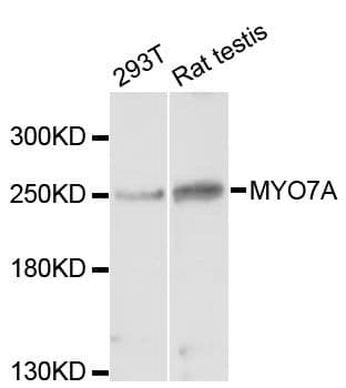 MYO7A / Myosin-VIIa Antibody