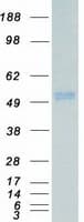 Human MAPK10 / JNK3 Protein (Recombinant Myc-DDK (Flag))