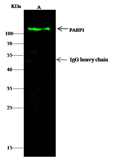 PARP1 Antibody (clone 04, Preservative Free)