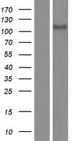 CASKIN2 Protein (Over-Expression Lysate Myc-DDK (Flag))