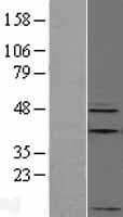 Apelin Protein (Over-Expression Lysate Myc-DDK (Flag))