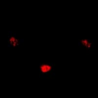 SIN3A Antibody