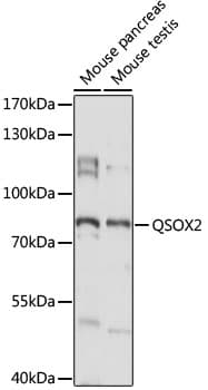QSOX2 Antibody