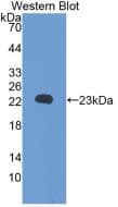 RBP4 Antibody