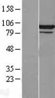 CDC5 / CDC5L Protein (Over-Expression Lysate Myc-DDK (Flag))