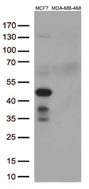 Monoclonal Mouse anti-Human GATA3 Antibody (clone OTI4D5, aa155-443, IF, WB)