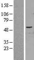 PID1 Protein (Over-Expression Lysate Myc-DDK (Flag))
