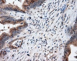 LIPG / Endothelial Lipase Antibody (clone OTI1D9, Carrier-free)
