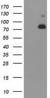 ACSS2 / ACAS2 Antibody (clone OTI3A8)