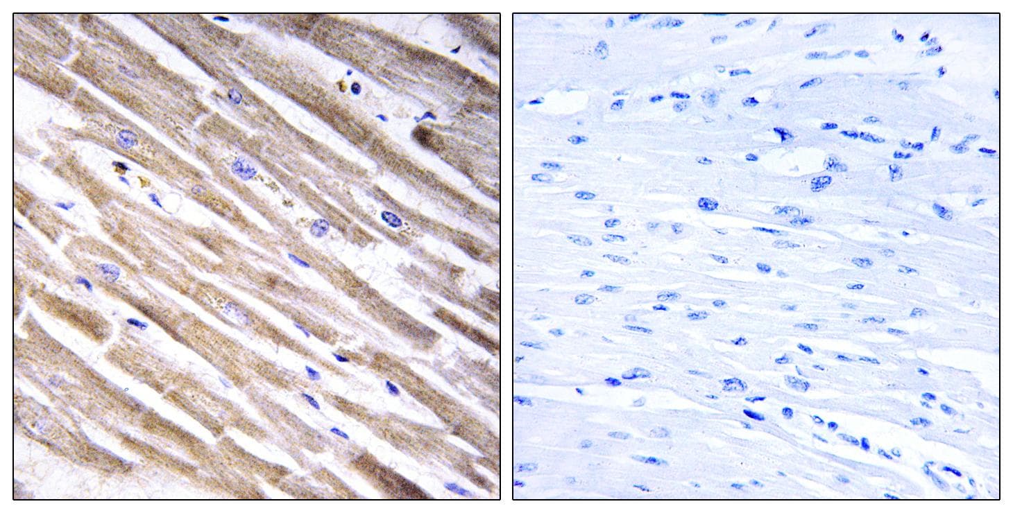 RPL3L Antibody