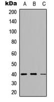 AKT1S1 / PRAS40 Antibody (C-Terminus)