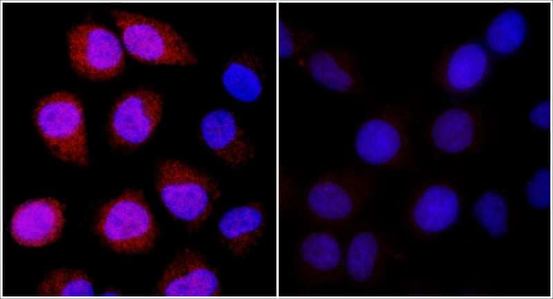 Polyclonal Rabbit anti-Human DDIT4 / REDD1 Antibody (aa1-50, IF)