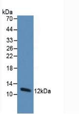 TXN / Thioredoxin / TRX Antibody (aa1-105)