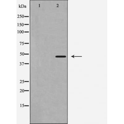 CASP1 / Caspase 1 Antibody