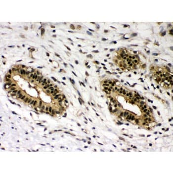 REL / C-Rel Antibody (aa268-306)
