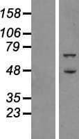 ATG16L1 / ATG16L Protein (Over-Expression Lysate Myc-DDK (Flag))