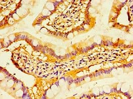 FGF13 Antibody (aa1-245)