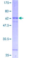 Human ATP1B1 Protein (Recombinant GST)