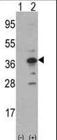 AIMP1 / EMAP II Antibody (aa242-268)