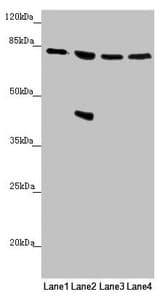 MFN1 Antibody