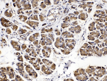 AMY1A / Salivary Amylase Antibody