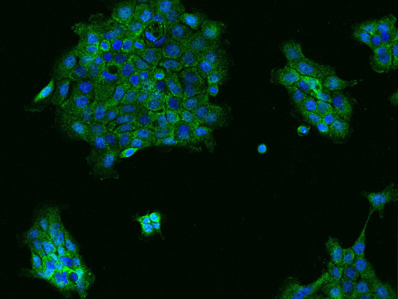 Polyclonal Rabbit anti-Human HSPA6 / HSP70B' Antibody (IF, WB)