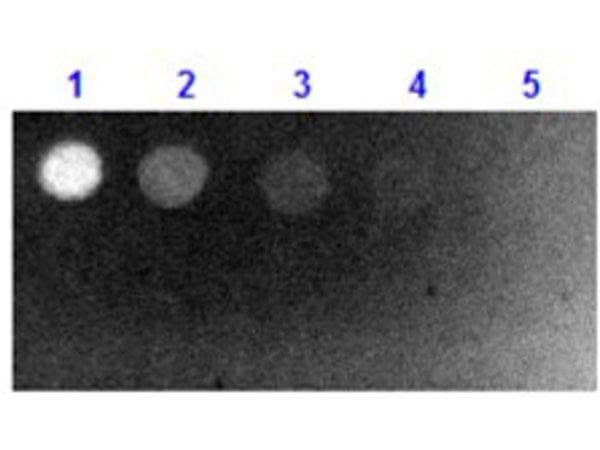 Biotin Antibody (FITC)