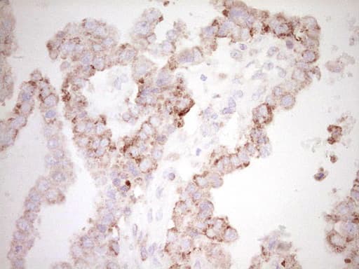 Monoclonal Mouse anti-Human BHLHE41 / BHLHB3 / SHARP1 Antibody (clone OTI7E8, aa1-297, IHC, WB)