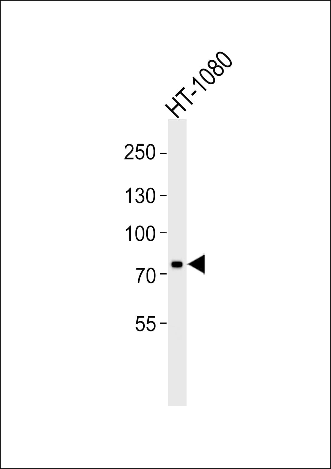 UIMC1 / RAP80 Antibody (aa567-601)