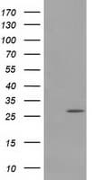 PYCRL Antibody (clone OTI8H6)