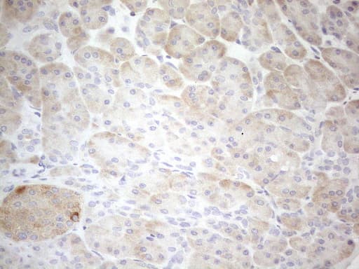 Monoclonal Mouse anti-Human GRN / Granulin Antibody (clone OTI3H6, aa327-593, IHC, WB)