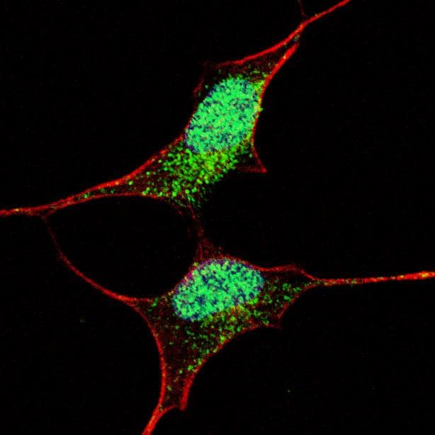 POU5F1 / OCT4 Antibody (aa110-141)